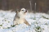 ALASKAN MALAMUTE 307